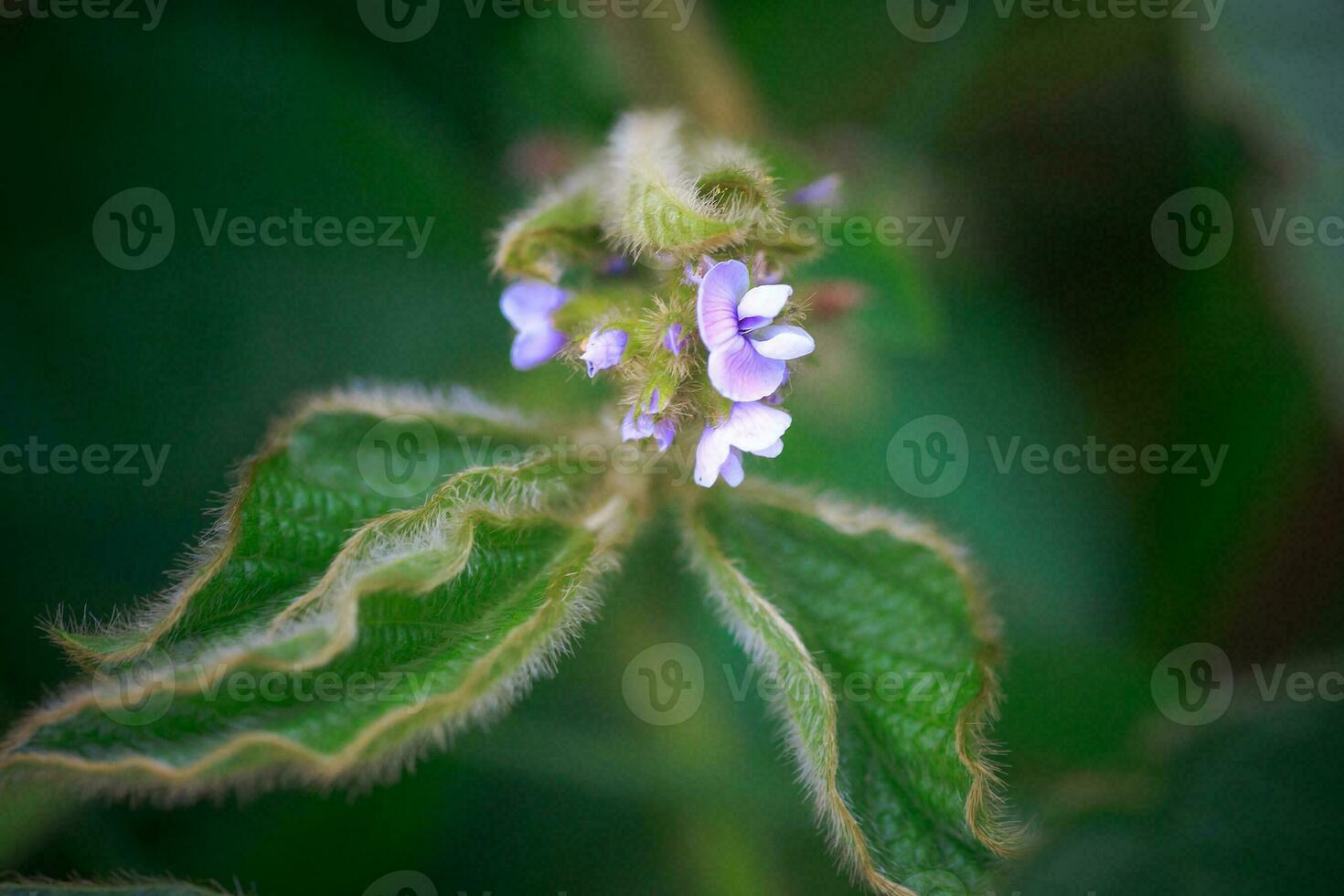 Purple flower of soybean closeup. Soybean crop in the non-GMO field. Glycine max, soybean, soya bean sprout growing soybeans on an industrial scale. Young soybean plants with flowers photo