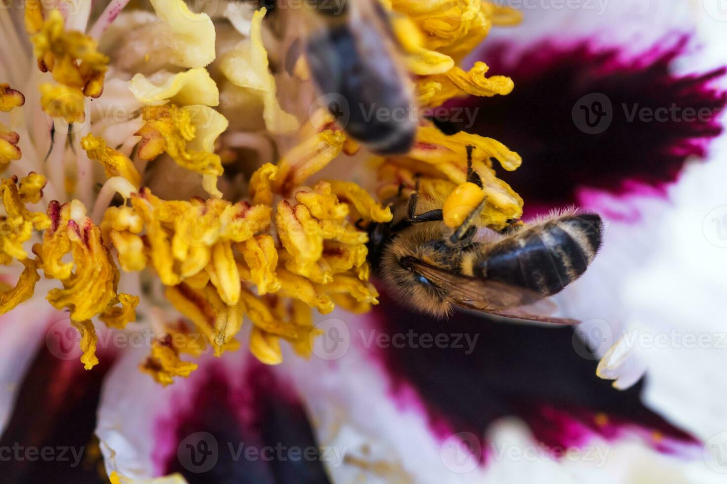White peony flower close up detail. Honey bee with a curd on the stained peon stamens. Bees collect pollen from Paeonia suffruticosa, tree peony or paeony flower. many bees inside the flower. photo