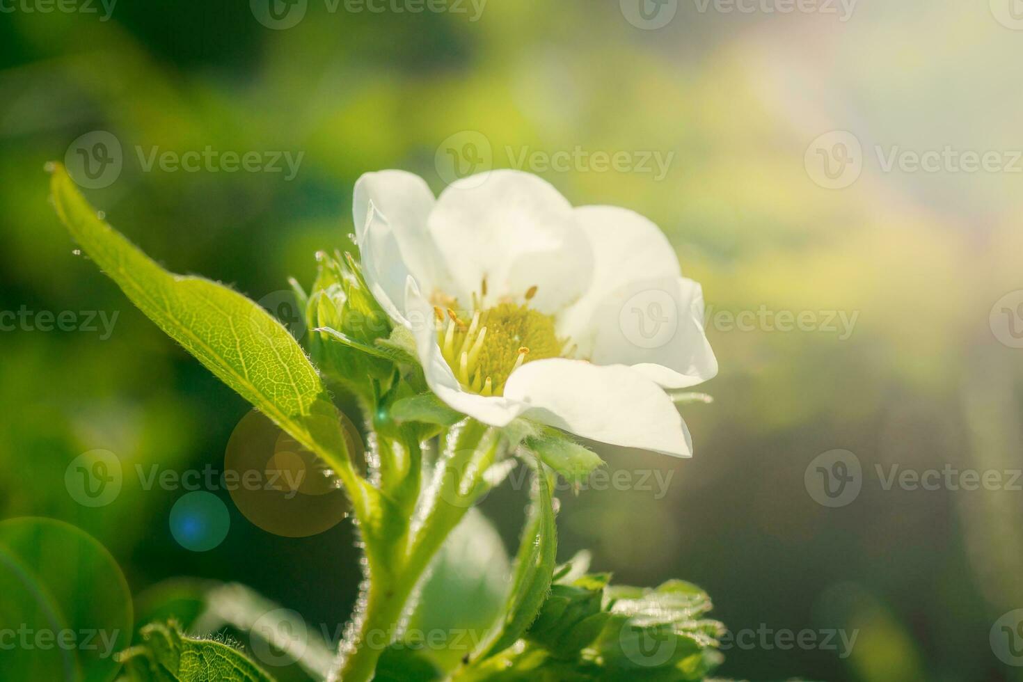 Strawberry flowers. Blooming strawberries. Beautiful white strawberry flowers in green grass. Meadow with strawberry flowers. Nature strawberry flower in spring. Strawberries flowers in meadow. photo