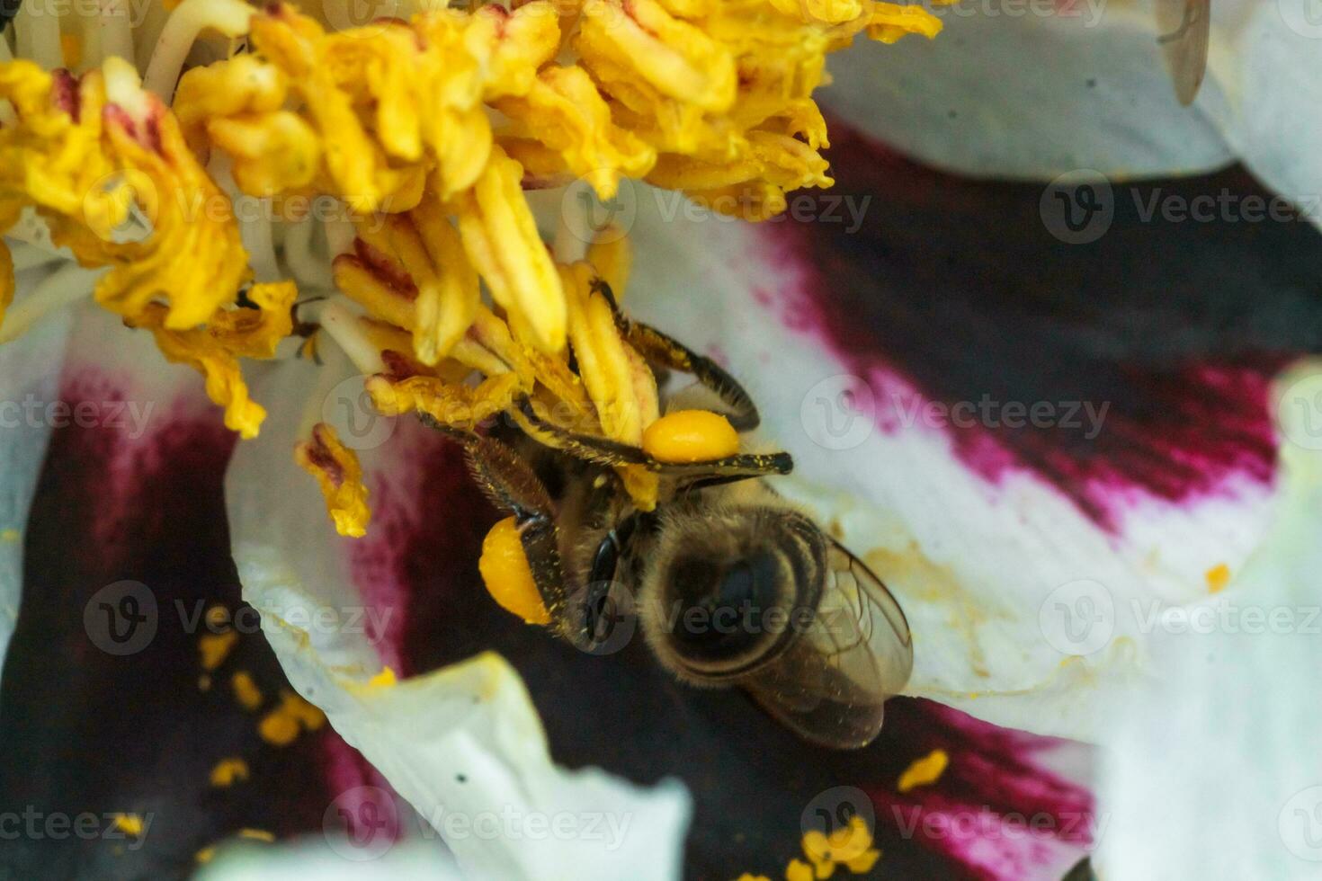 White peony flower close up detail. Honey bee with a curd on the stained peon stamens. Bees collect pollen from Paeonia suffruticosa, tree peony or paeony flower. many bees inside the flower. photo