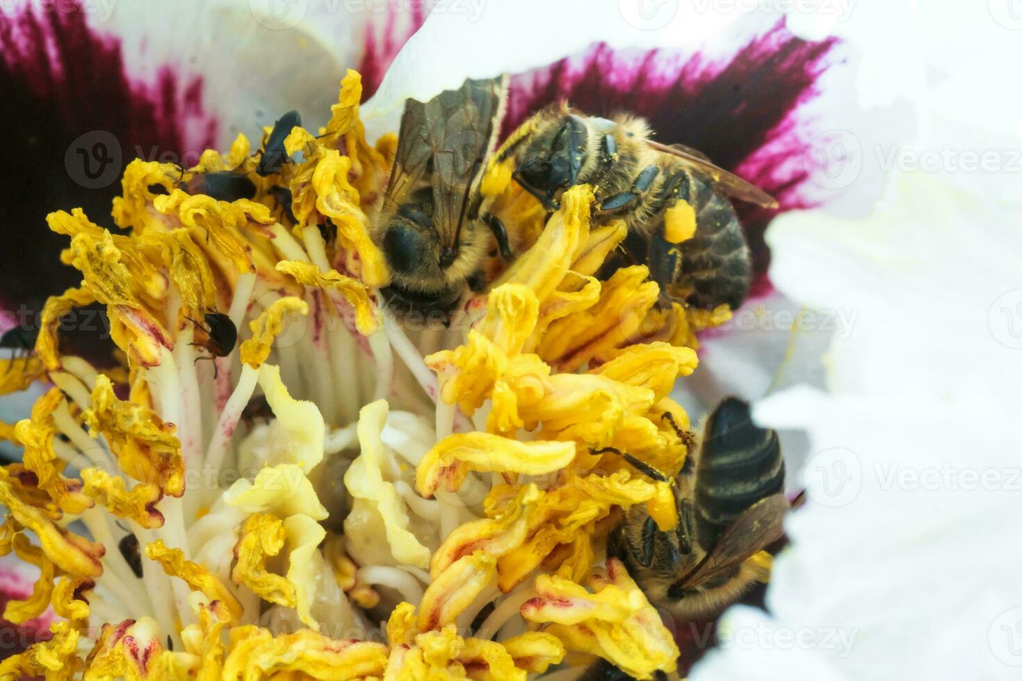 White peony flower close up detail. Honey bee with a curd on the stained peon stamens. Bees collect pollen from Paeonia suffruticosa, tree peony or paeony flower. many bees inside the flower. photo