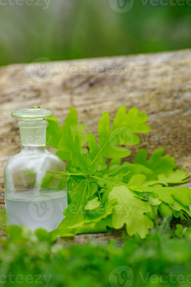 Oak and tincture of oak in a white bottle with a cork on the grass. A medicine bottle next to the oak leaves. Medical preparations from plants. Cooking potions from medicinal plants. photo