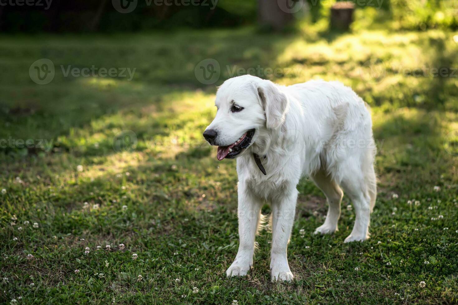 Golden Retriever puppy in the summer in the sun. A dog on a walk without a leash in the backyard of the house in the summer. photo