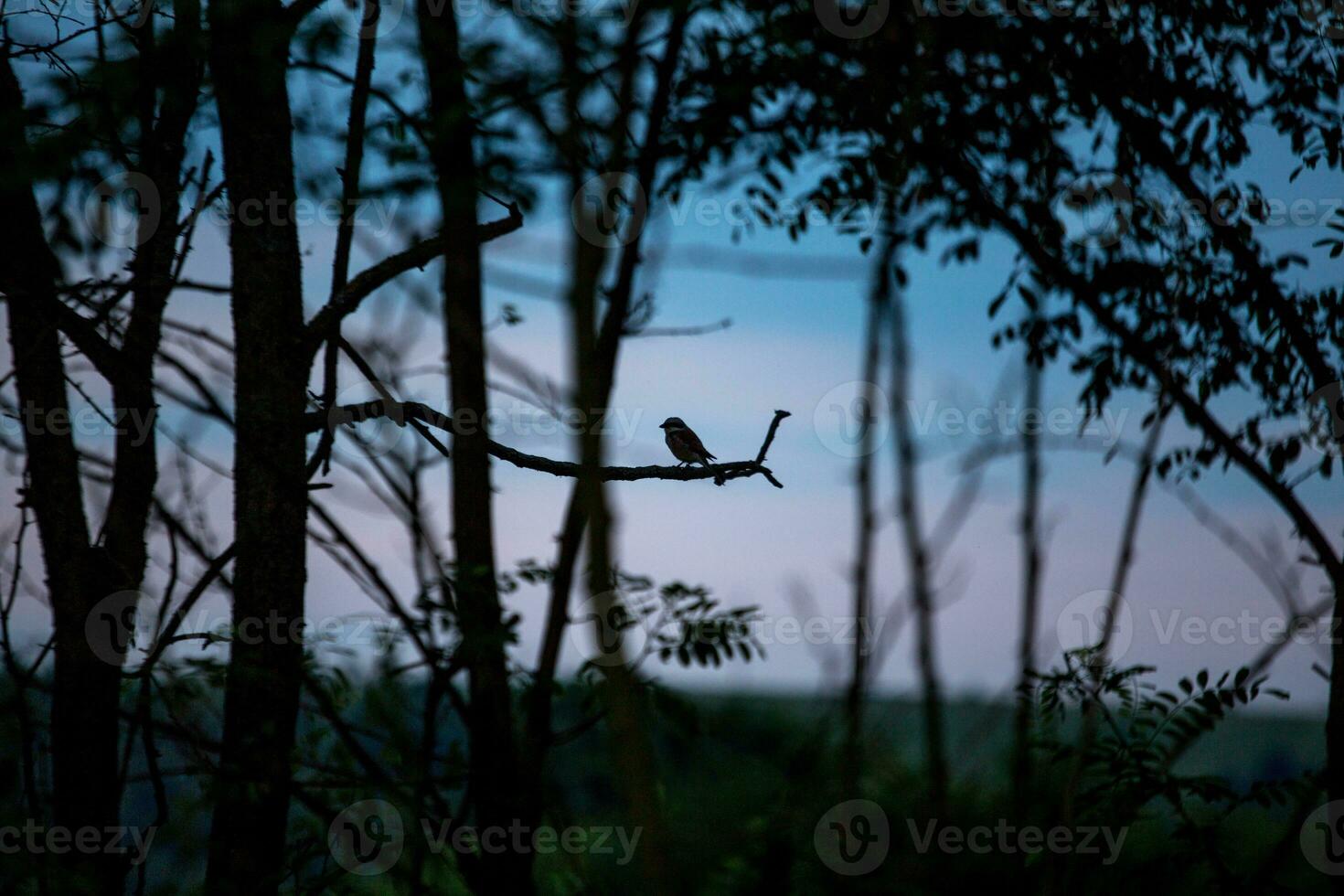 Silhouette of a bird perched on a branch in the forest photo