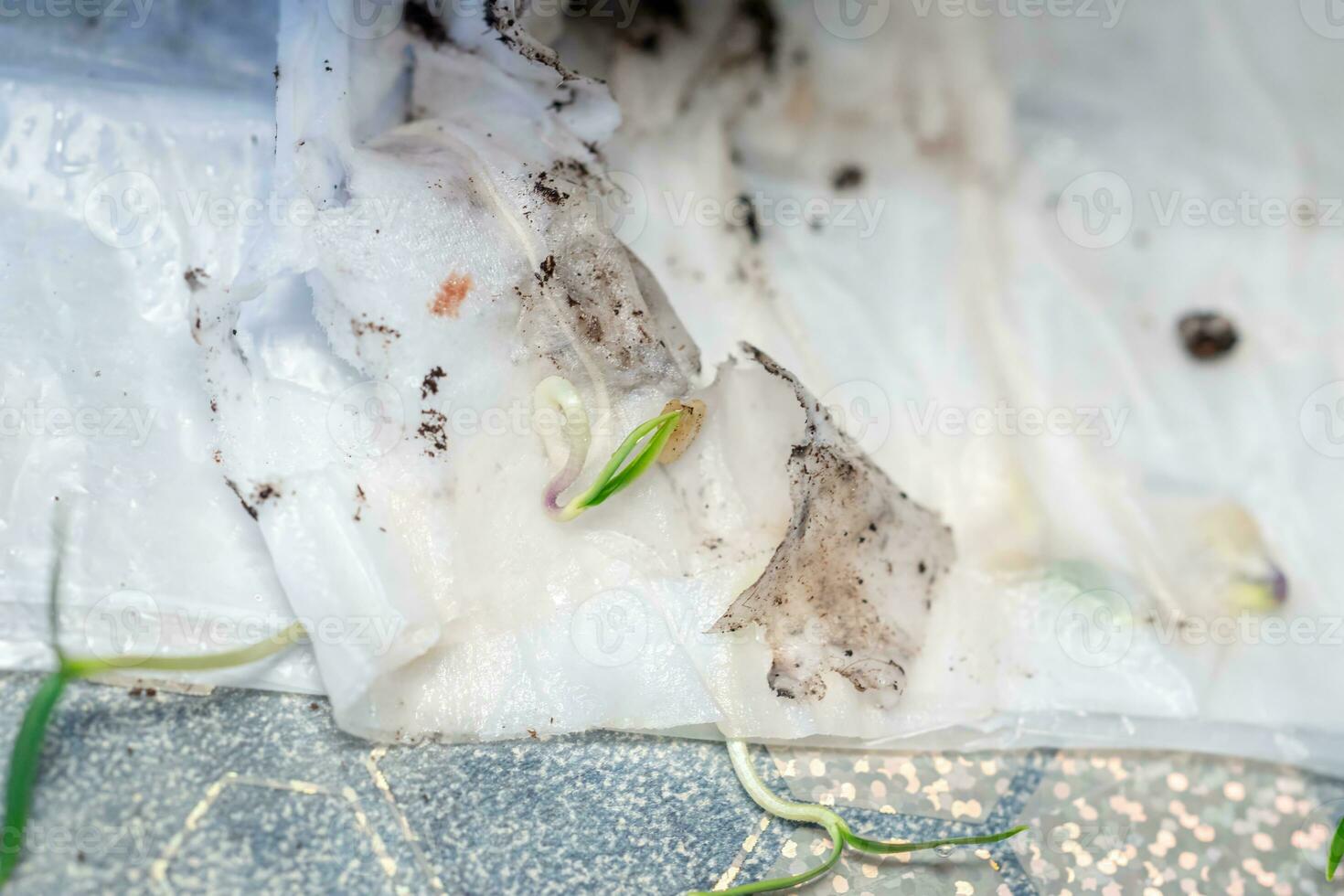 Sprouted from seeds in toilet paper, microgreen pepper sprouts. Methods of germination of seeds at home. Preparation for work in the garden. Growing vegetables on an eco-farm photo