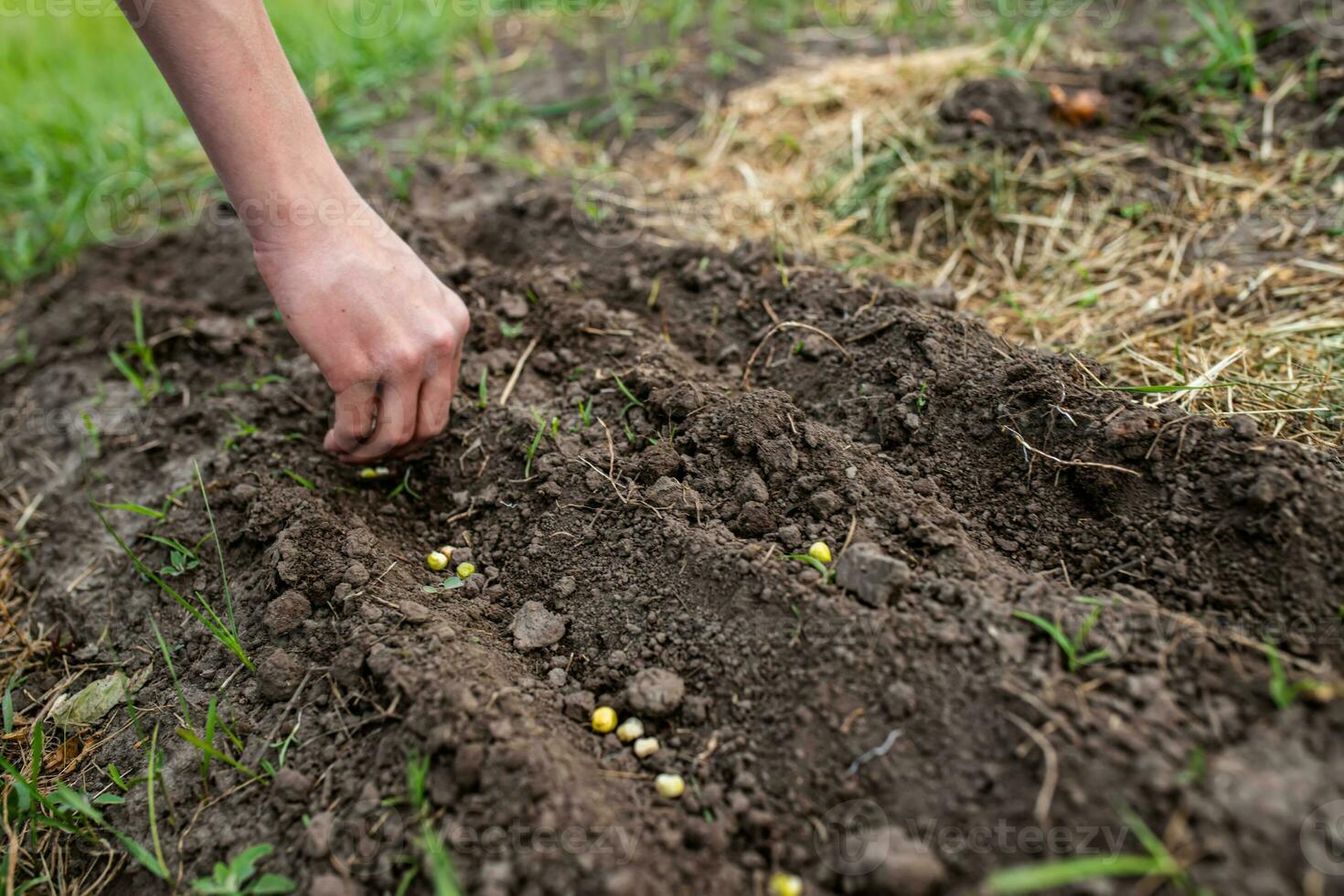 Farmer's hand planting pea seeds in fertile soil in bed in spring photo