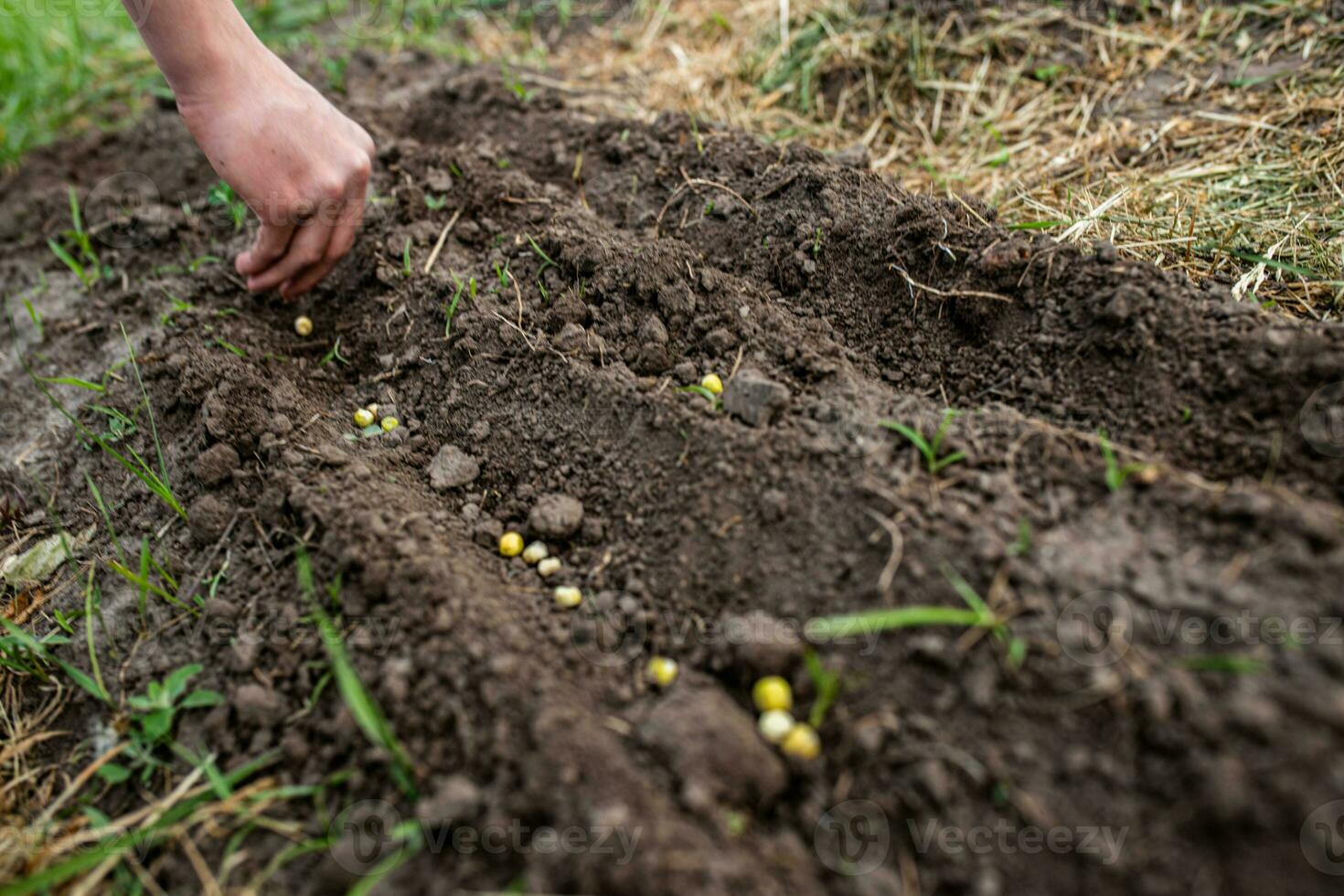 Farmer's hand planting pea seeds in fertile soil in bed in spring photo