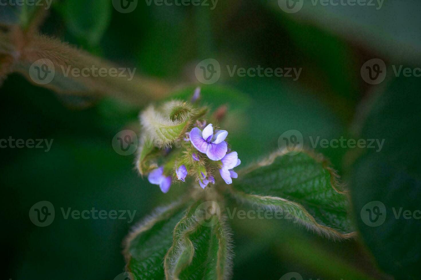 Purple flower of soybean closeup. Soybean crop in the non-GMO field. Glycine max, soybean, soya bean sprout growing soybeans on an industrial scale. Young soybean plants with flowers photo