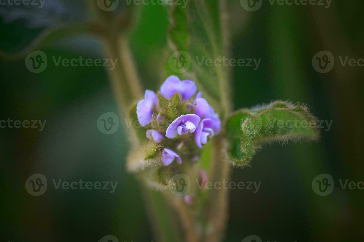 Purple flower of soybean closeup. Soybean crop in the non-GMO field. Glycine max, soybean, soya bean sprout growing soybeans on an industrial scale. Young soybean plants with flowers photo