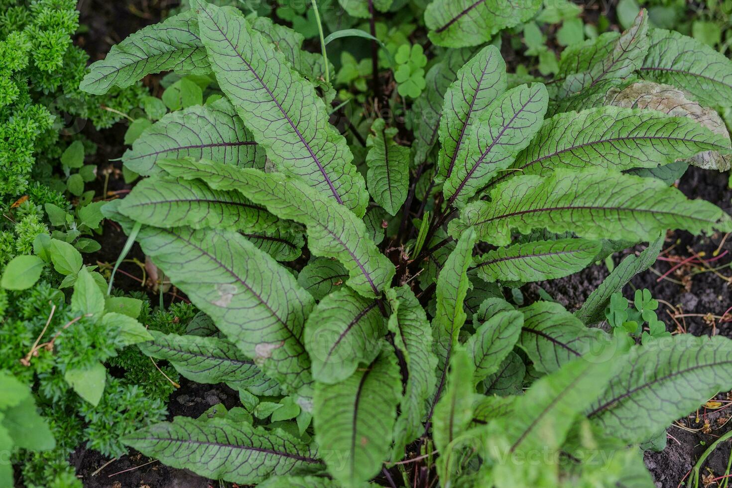 rumex sanguíneo, muelles y acederas, género rumex yo verde con púrpura las venas joven hojas en un jardín en un pueblo en el jardín. no GMO dieta producto. ecológico agricultura. foto