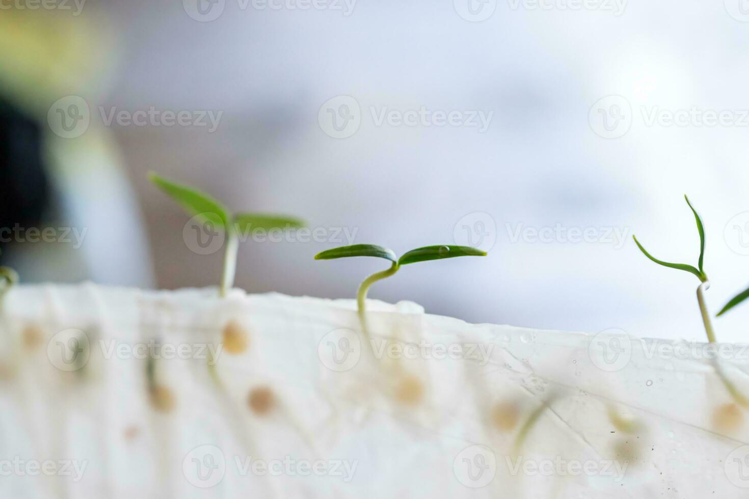 Sprouted from seeds in toilet paper, microgreen pepper sprouts. Methods of germination of seeds at home. Preparation for work in the garden. Growing vegetables on an eco-farm photo