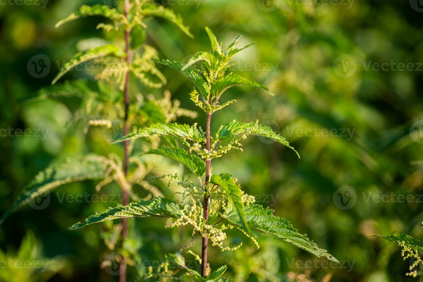 urtica dioica, a menudo llamado común ortiga, escozor ortiga, o ortiga hoja, un joven planta en un bosque en un claro. el primero primavera vitaminas ingrediente de vitamina ensalada. foto