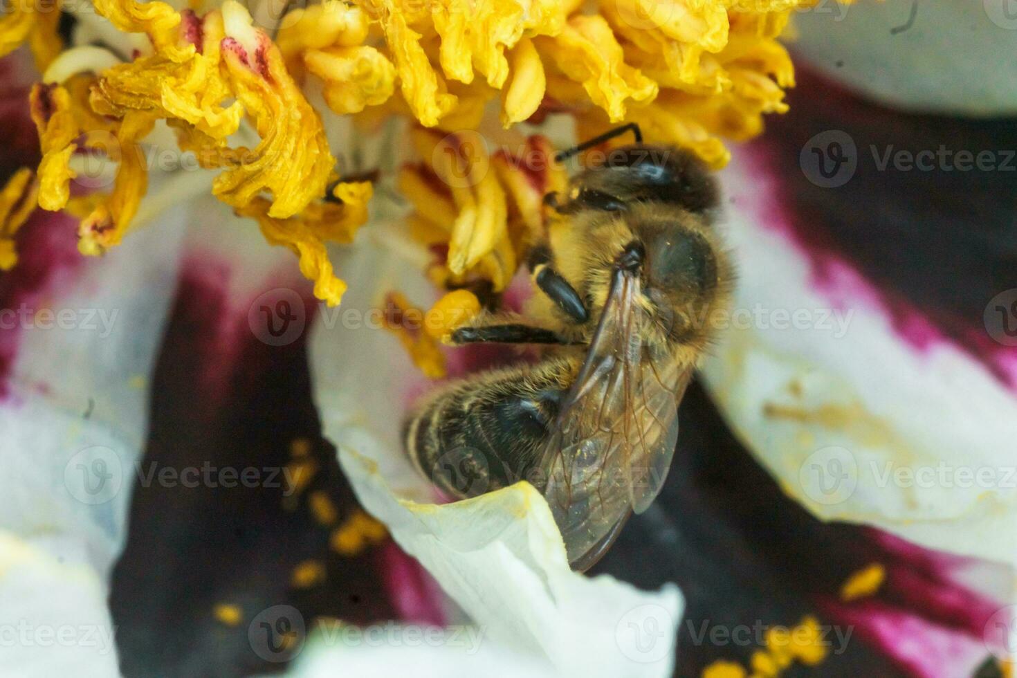 White peony flower close up detail. Honey bee with a curd on the stained peon stamens. Bees collect pollen from Paeonia suffruticosa, tree peony or paeony flower. many bees inside the flower. photo