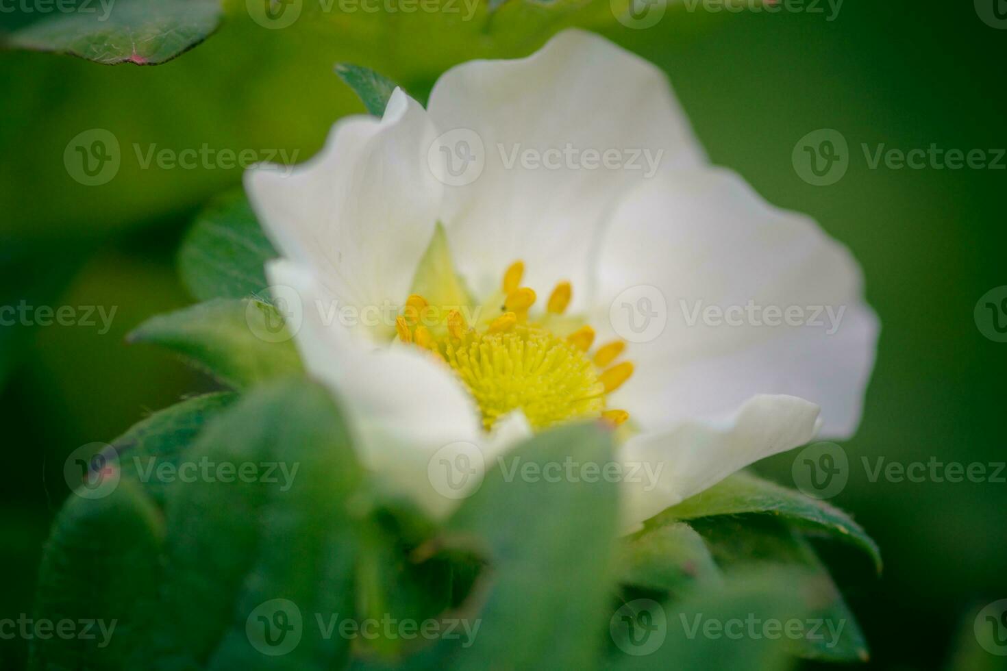 Strawberry flowers. Blooming strawberries. Beautiful white strawberry flowers in green grass. Meadow with strawberry flowers. Nature strawberry flower in spring. Strawberries flowers in meadow. photo