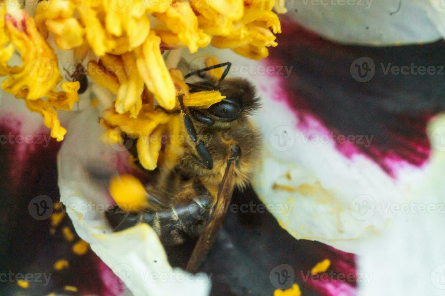 White peony flower close up detail. Honey bee with a curd on the stained peon stamens. Bees collect pollen from Paeonia suffruticosa, tree peony or paeony flower. many bees inside the flower. photo