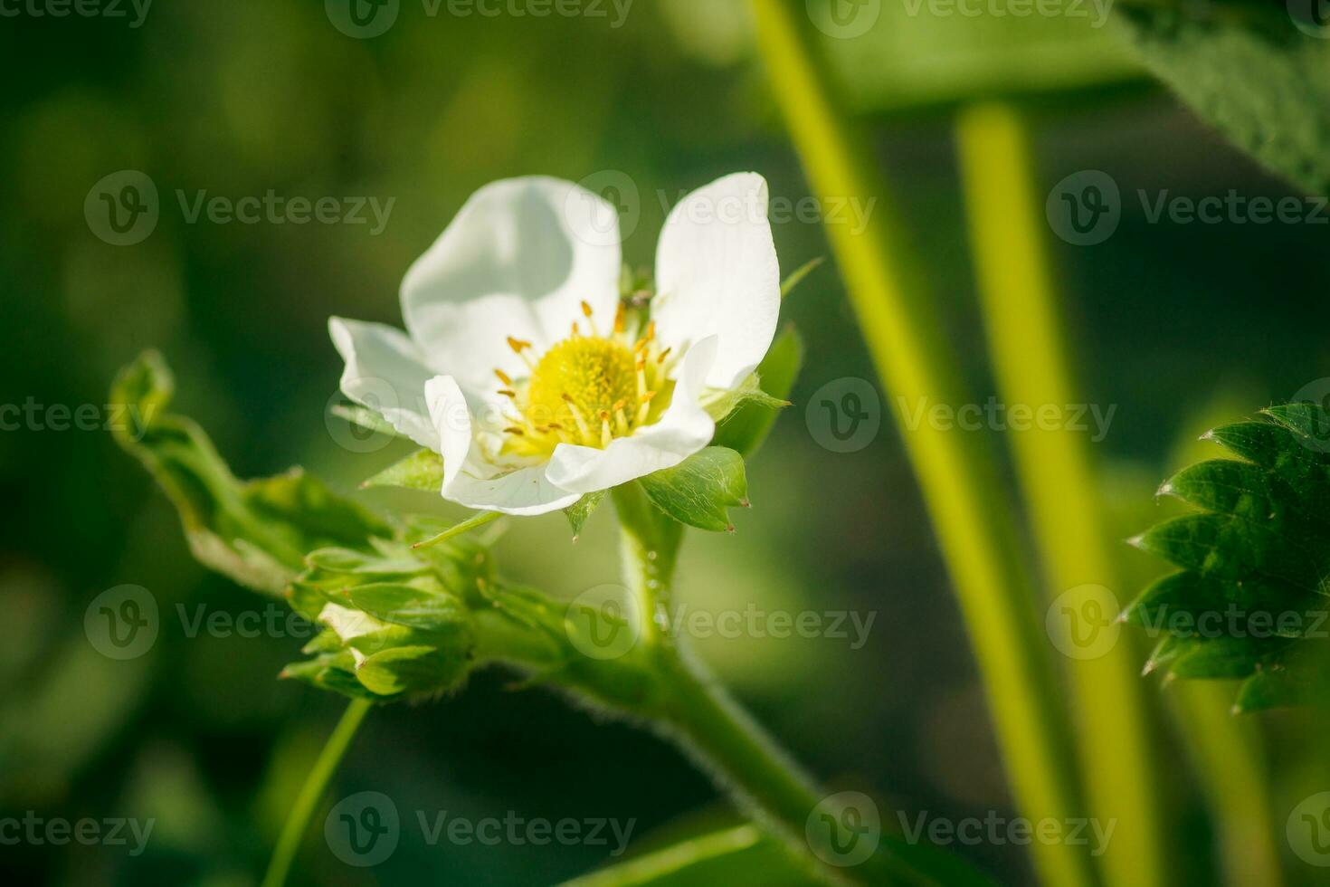 Strawberry flowers. Blooming strawberries. Beautiful white strawberry flowers in green grass. Meadow with strawberry flowers. Nature strawberry flower in spring. Strawberries flowers in meadow. photo