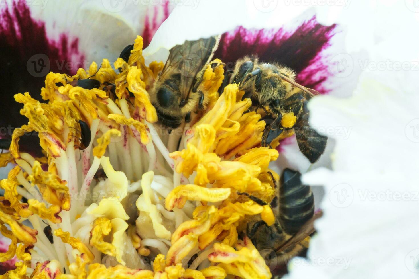 White peony flower close up detail. Honey bee with a curd on the stained peon stamens. Bees collect pollen from Paeonia suffruticosa, tree peony or paeony flower. many bees inside the flower. photo