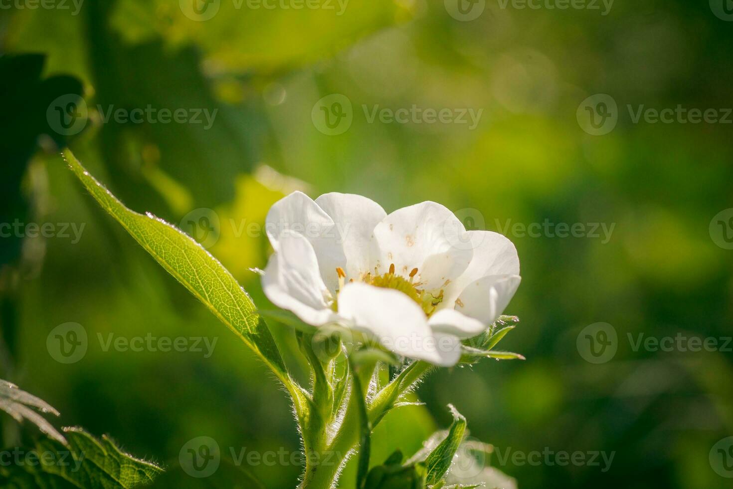 Strawberry flowers. Blooming strawberries. Beautiful white strawberry flowers in green grass. Meadow with strawberry flowers. Nature strawberry flower in spring. Strawberries flowers in meadow. photo