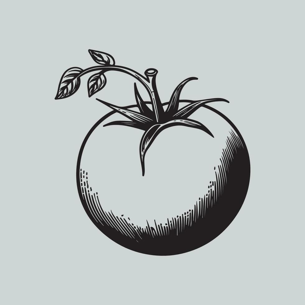 Tomato Vector Art, Icons, and Graphics