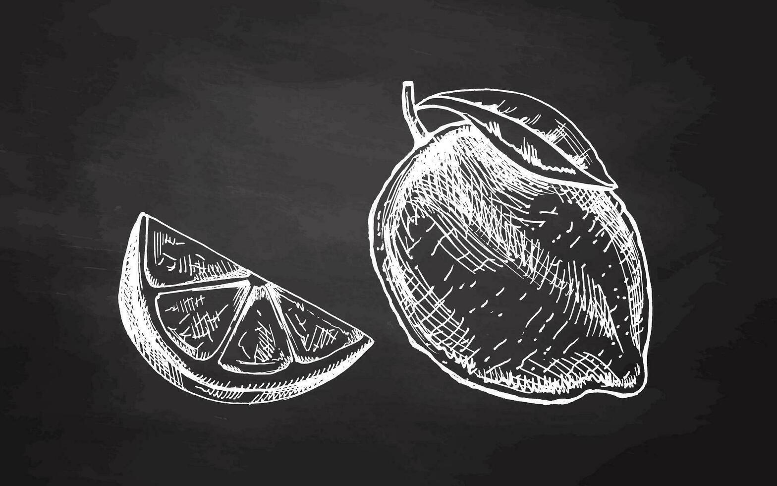 Hand-drawn sketches of lemon, lime and lemon slice on chalkboard background. Vintage lime or lemon fruit. Vector black ink outline food sketch illustration of juicy lime with leaf for fresh drinks.