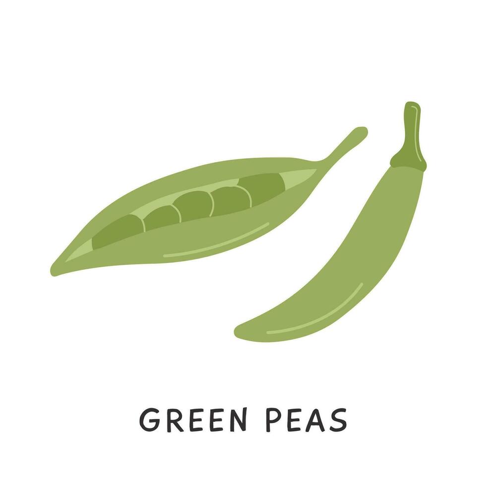 Colored pea vector illustration. Organic natural peas in simple flat style design. Cultivated pod design element isolated on white. Seasonal healthy ingredient.