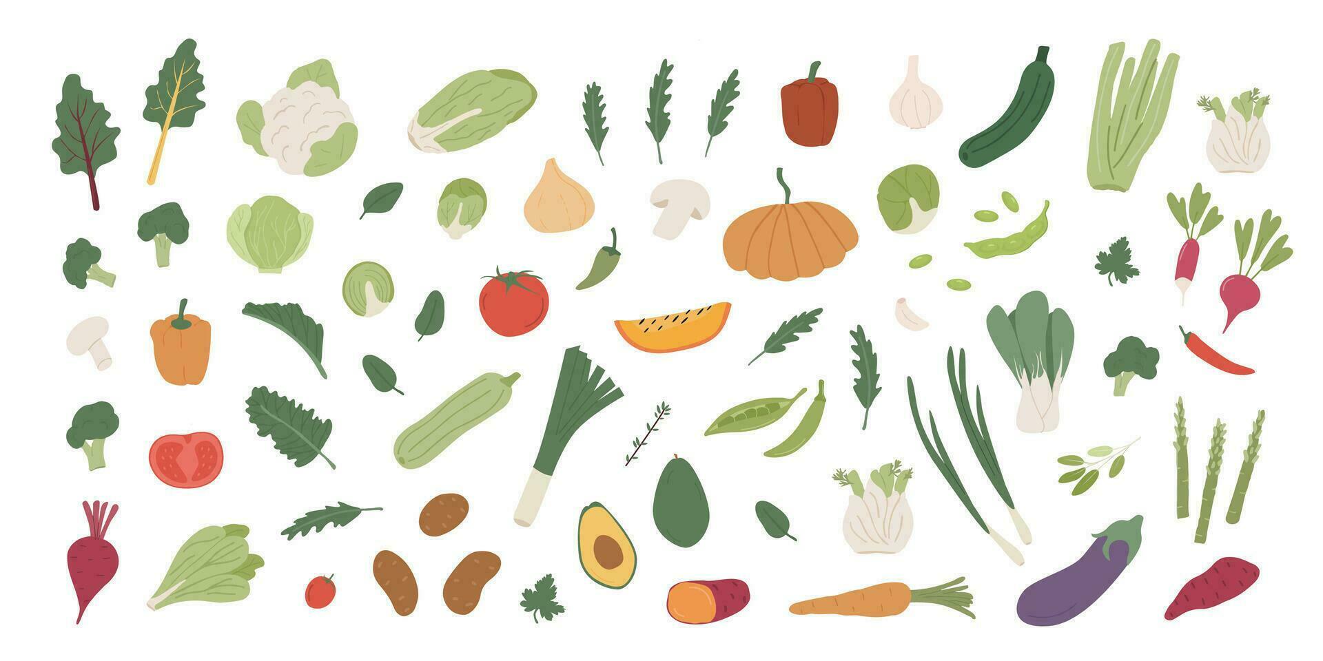 Collection of different vegetables. Bundle of organic natural crops, salads, greens and herbs. Vector illustration in flat cartoon style isolated on white background.