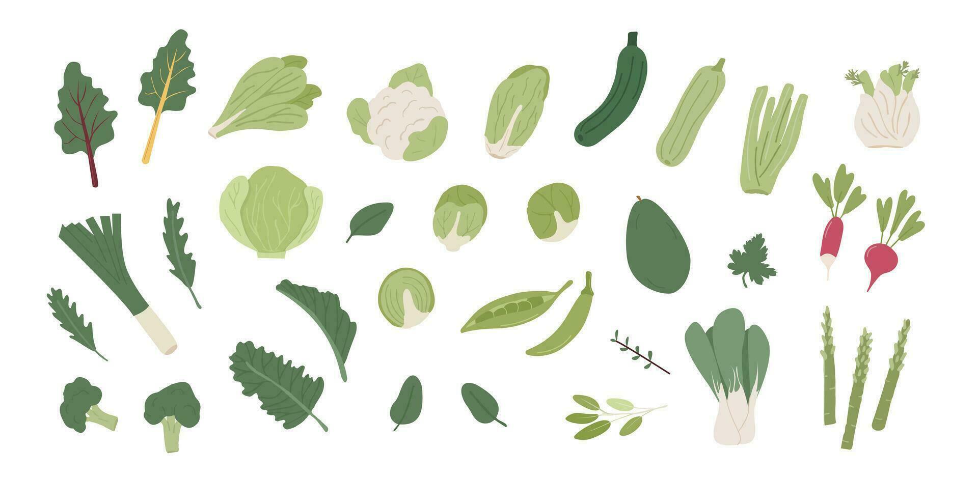 Collection of different vegetables. Bundle of organic natural crops, salads, greens and herbs. Vector illustration in flat cartoon style isolated on white background.