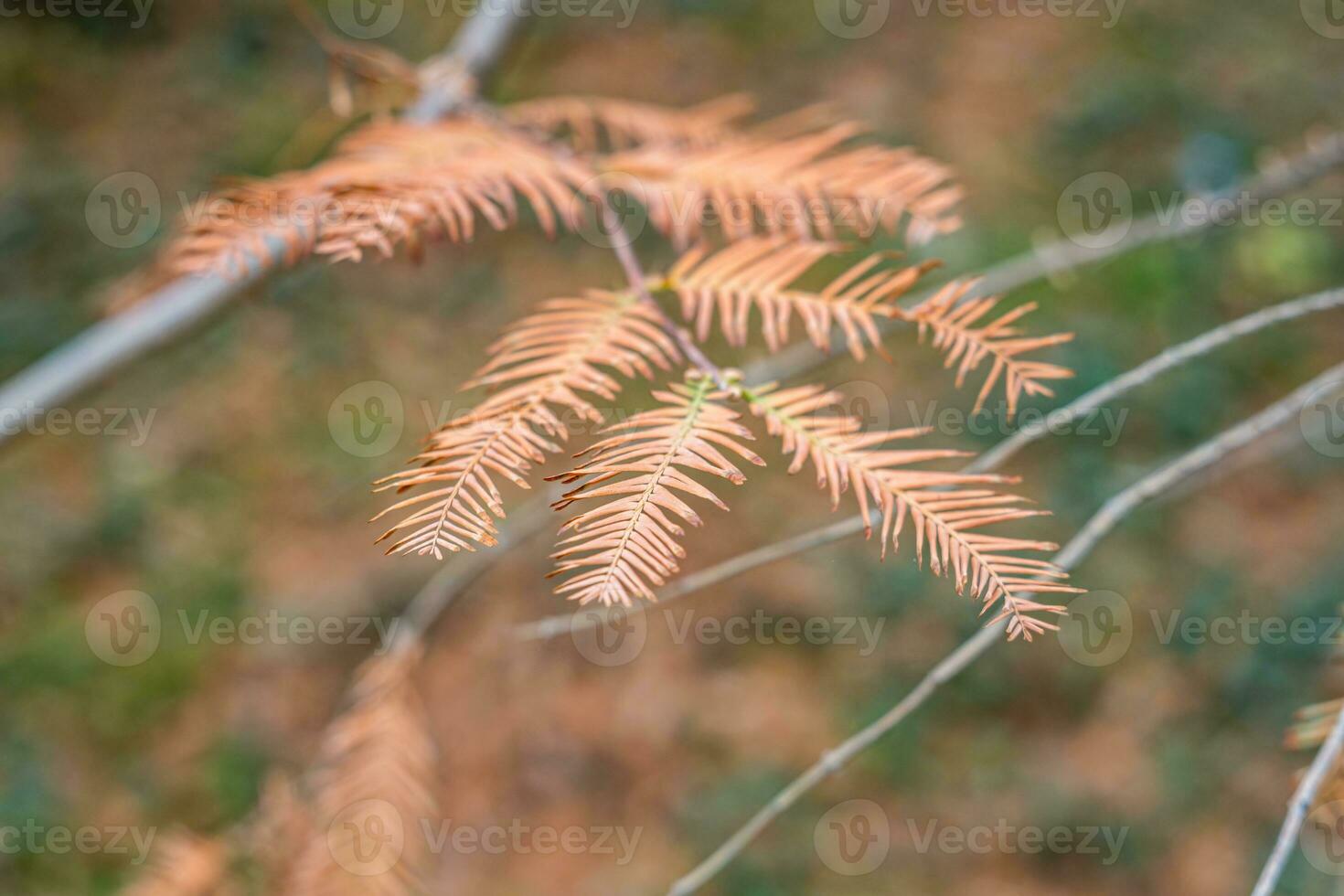 natural salvapantallas y antecedentes con otoño tema y estacional colores paisaje foto