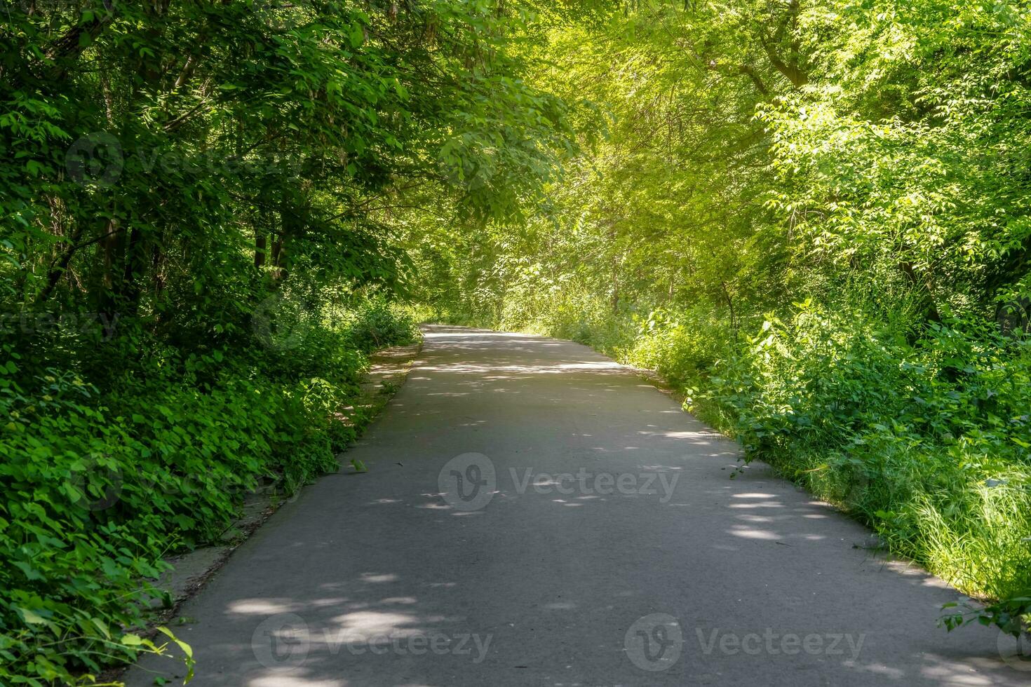 Background landscape with a path in the park in spring or summer with trees and a lawn for a walk photo