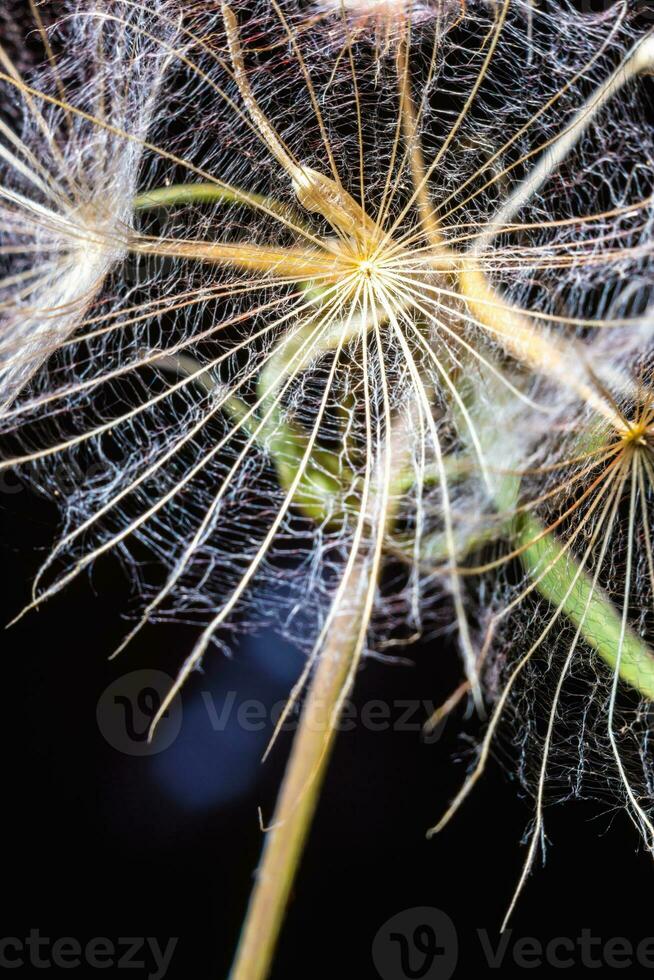 Abstract background screensaver closeup of dandelion flower and its seeds photo