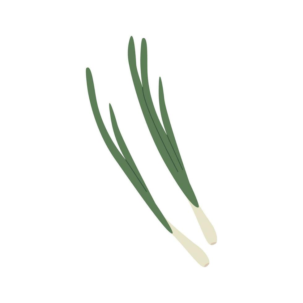 Green spring onions isolated on white background. Vector chives. Illustration of fresh green onion. Icon in simple flat style.