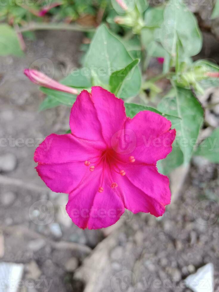 mirabilis jalapa flower. beautiful pink floral decoration. photo