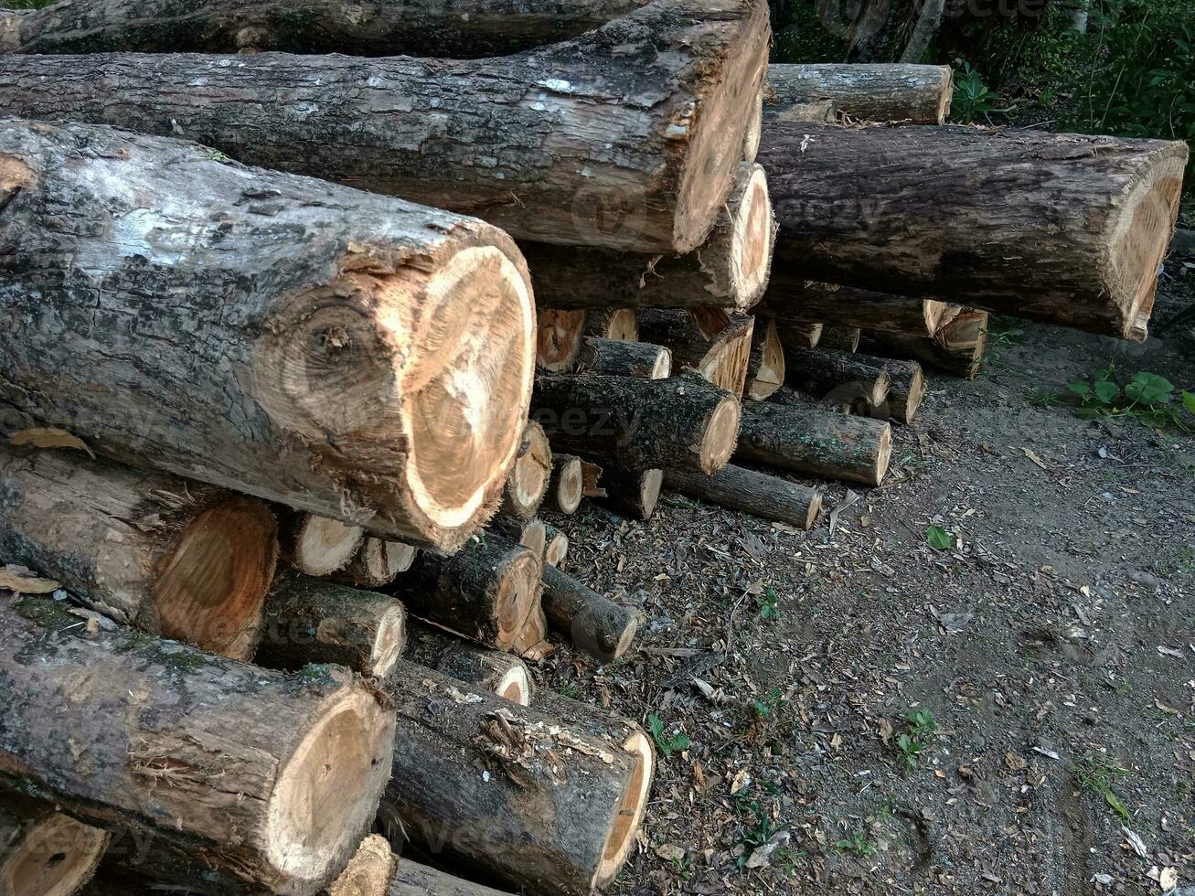 teak wood logs. building and furniture material. photo