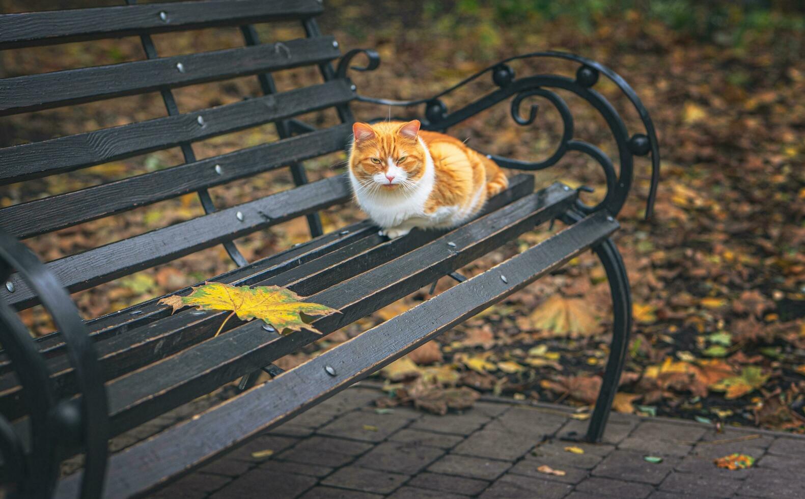 AI generated Red cat in an autumn park on a bench photo