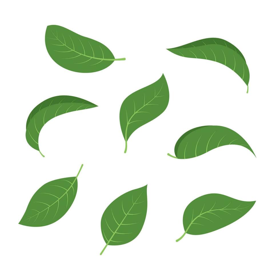 vector design of various green leaf shapes