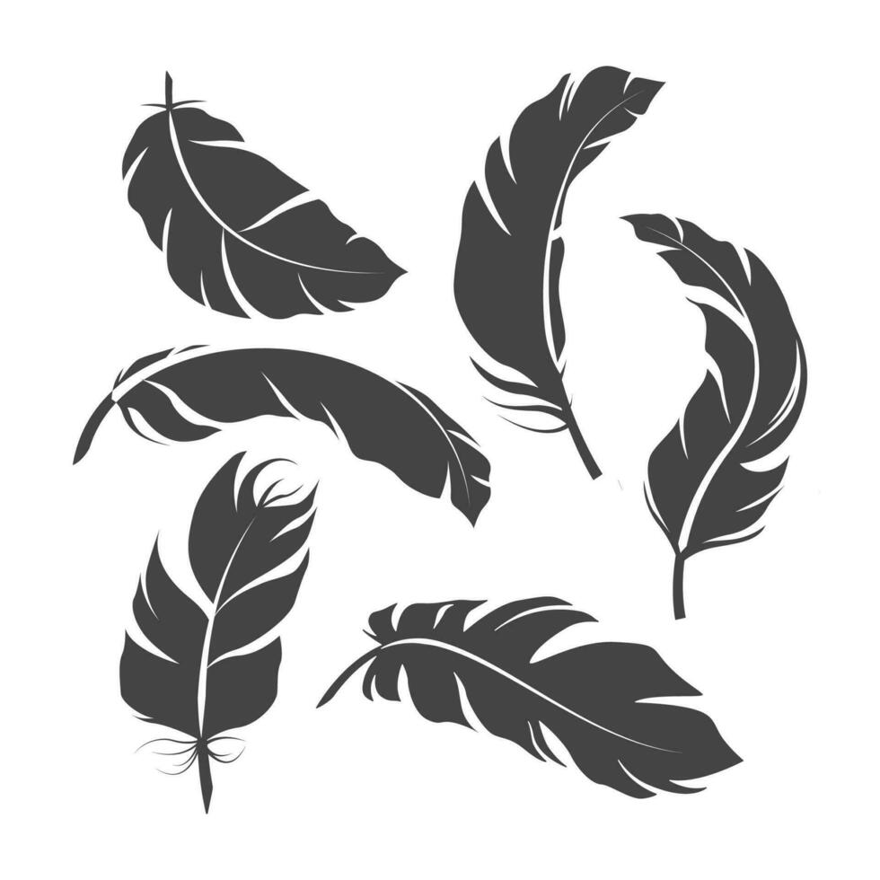 feather silhouette set vector illustration design