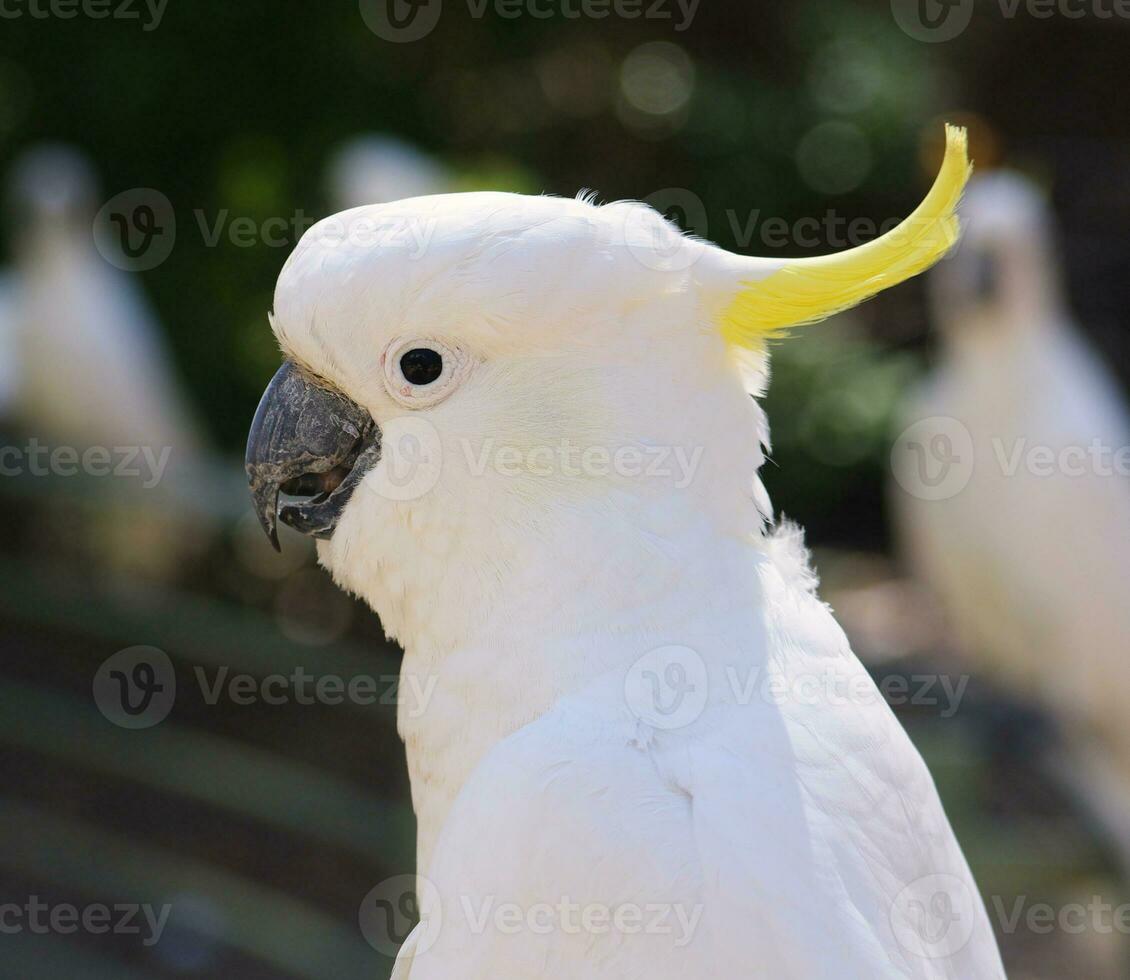 cockatoo in Australia photo