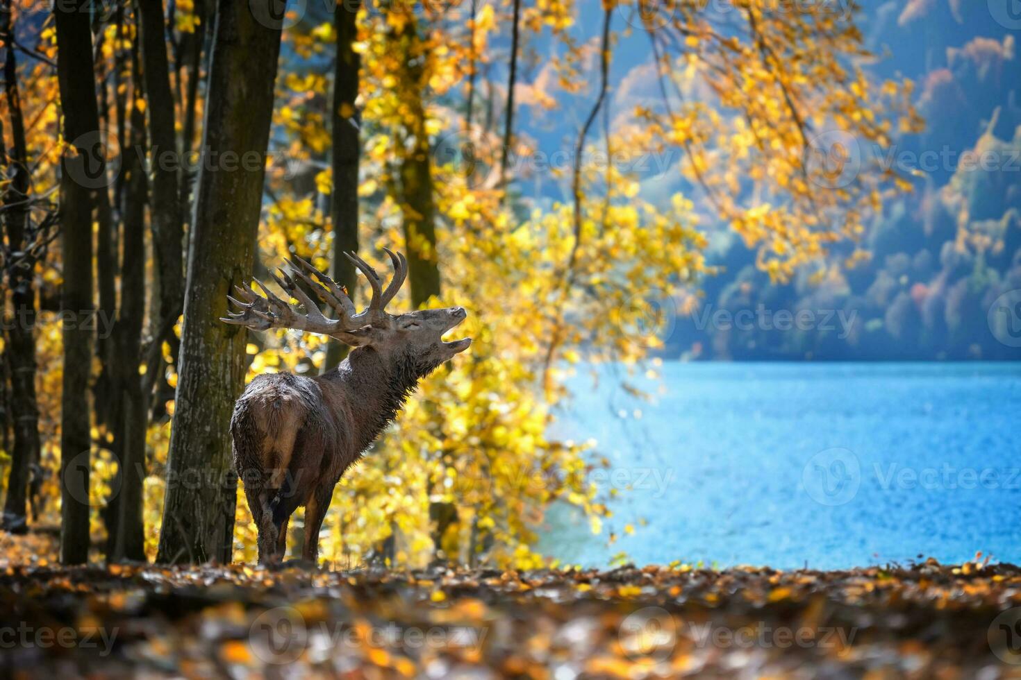 ciervo con grande cuernos ciervo en otoño bosque en azul lago antecedentes. fauna silvestre escena desde naturaleza foto