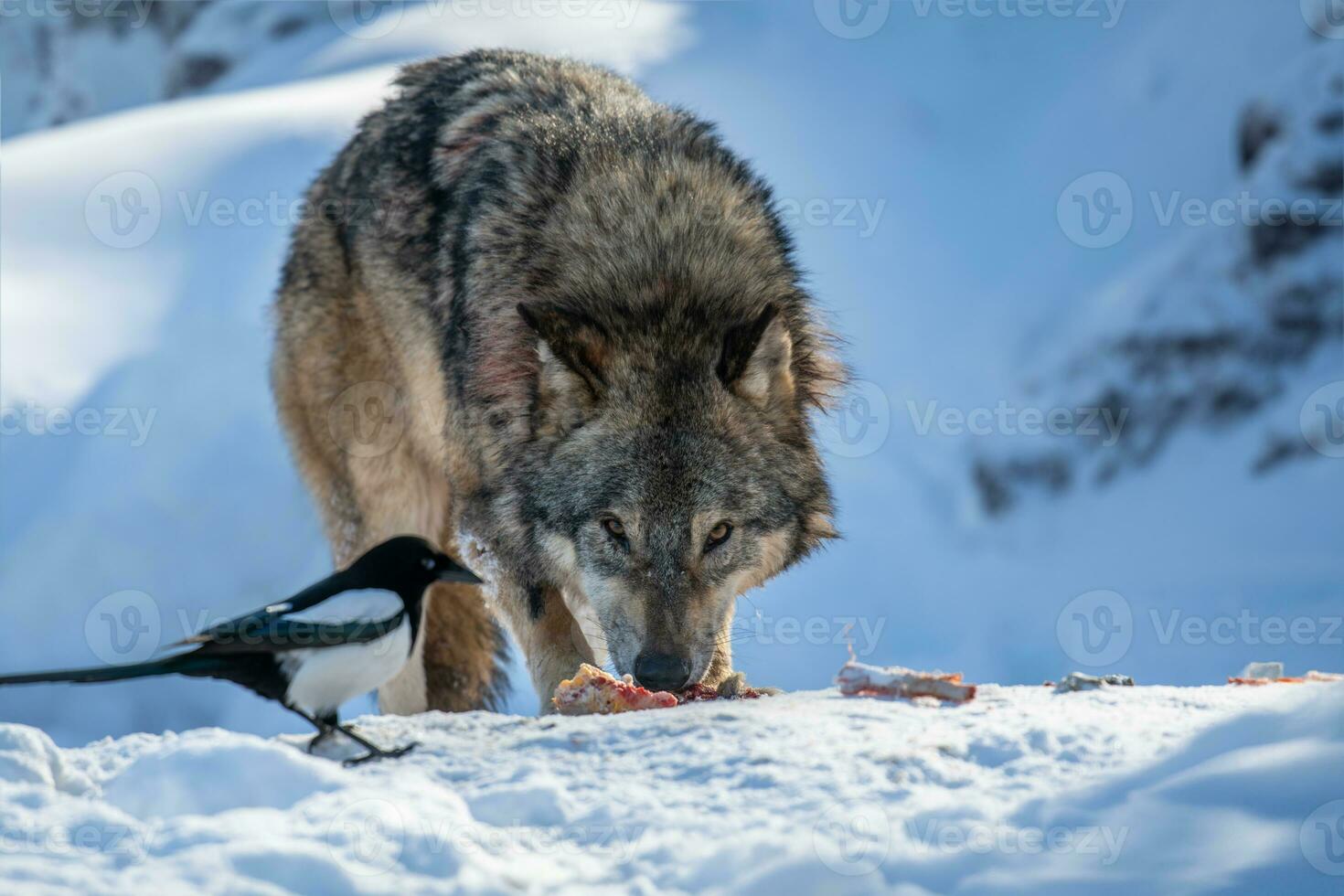 Gray wolf eat meat in the winter forest with magpie. Wolf in the nature habitat photo