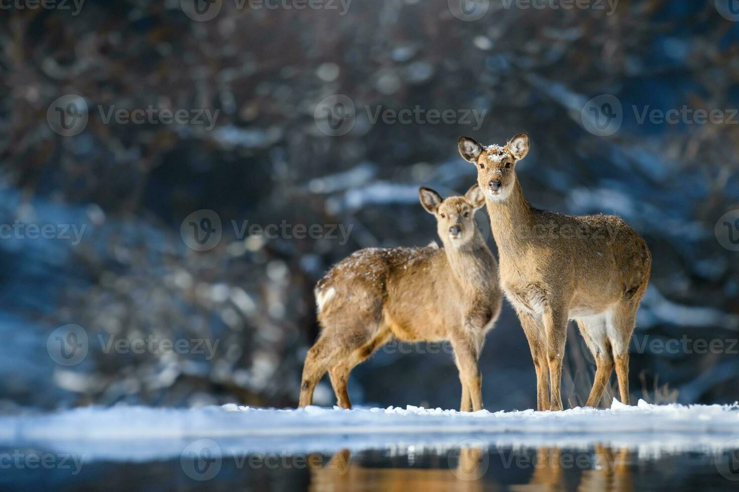 Two roe deers in the winter forest. Animal in natural habitat photo