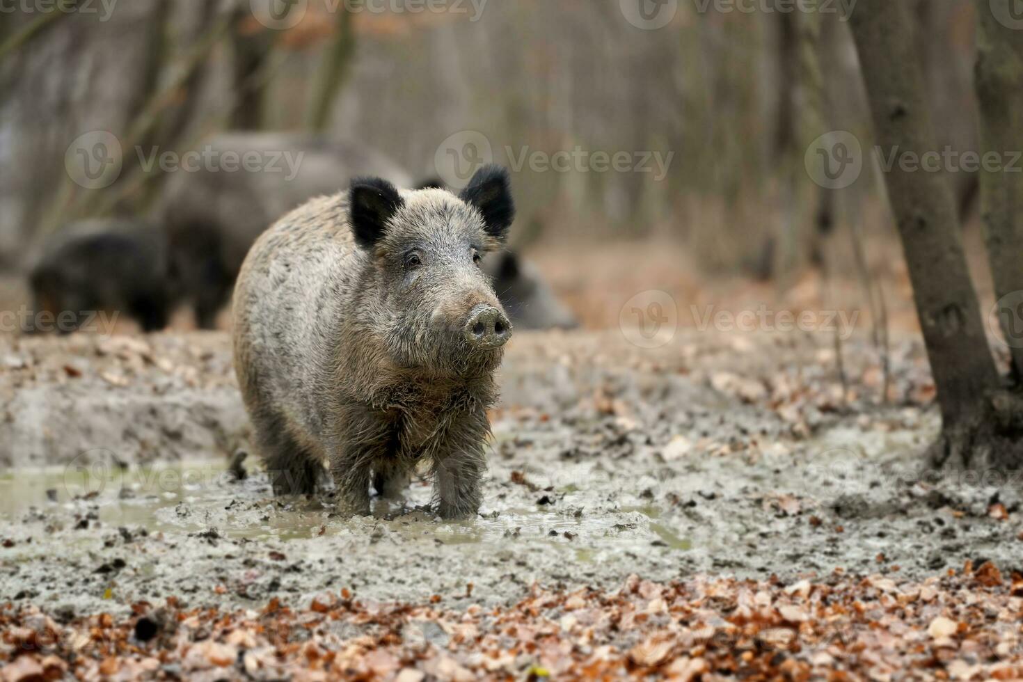 mpblures wild boar SR③ Wild boar in winter forest. Animal in nature habitat. Big