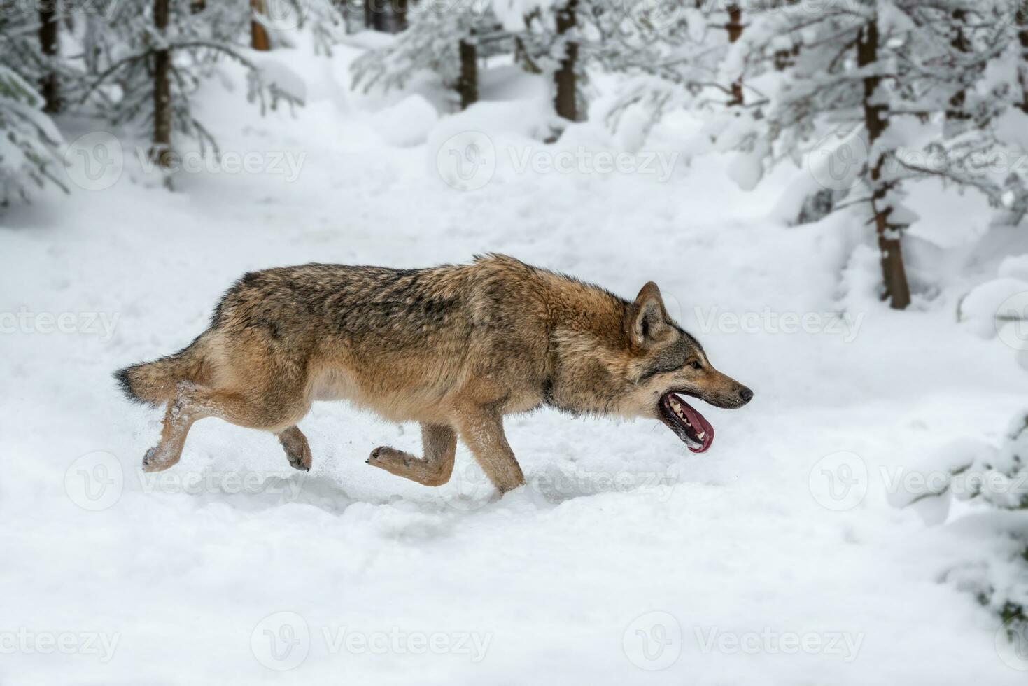 Gray wolf, Canis lupus in the winter forest photo