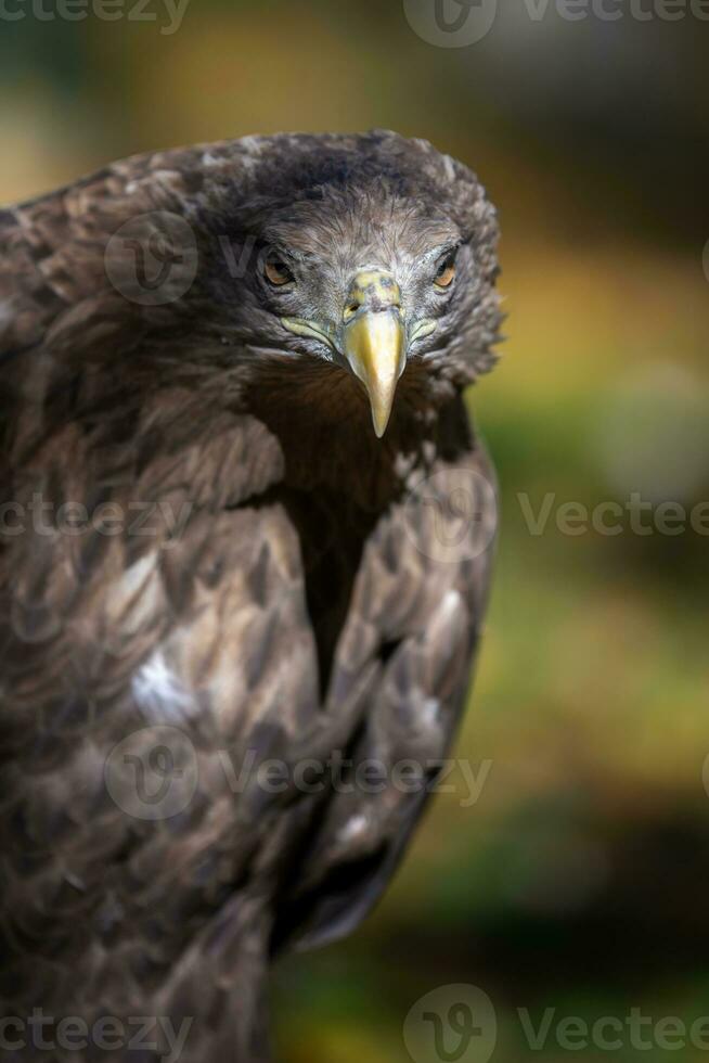 Portrait white-tailed eagle. Danger animal in nature habitat. Wildlife scene photo