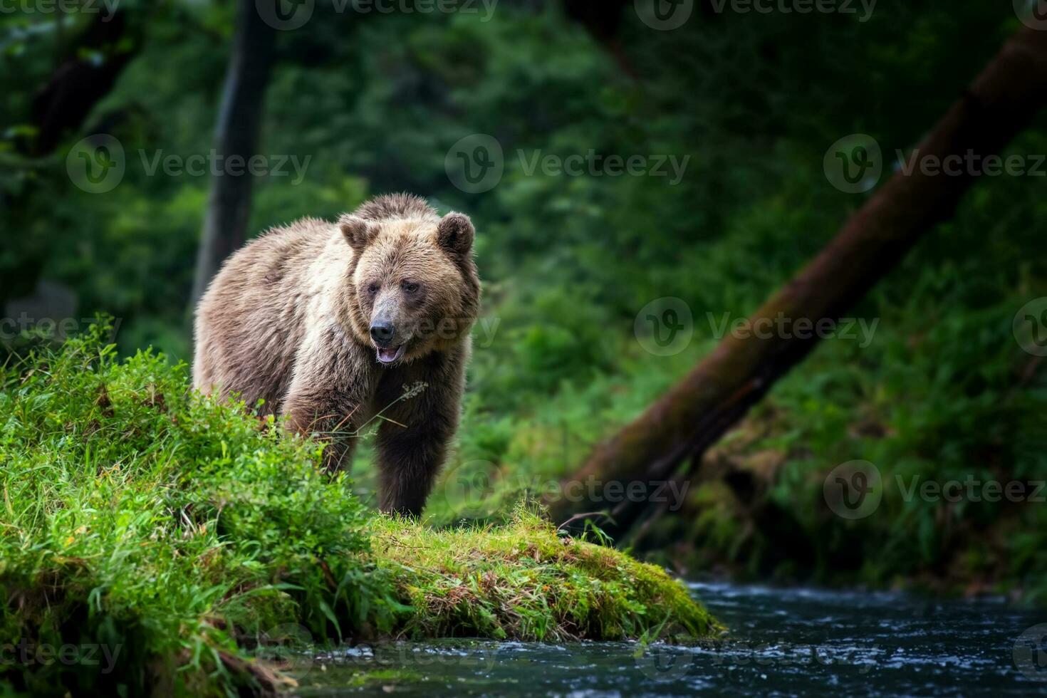 grande marrón oso en el bosque con río foto