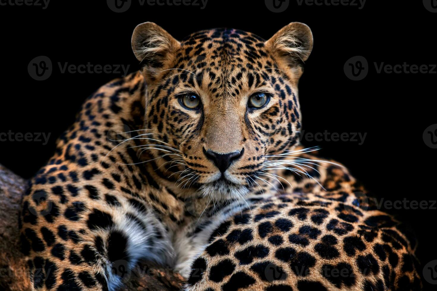 Adult leopard portrait. Animal on dark background photo