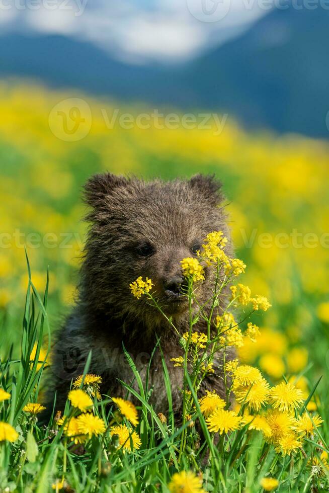 Bear cub in spring grass on mountain background. Dangerous small animal in nature meadow with yellow flowers photo