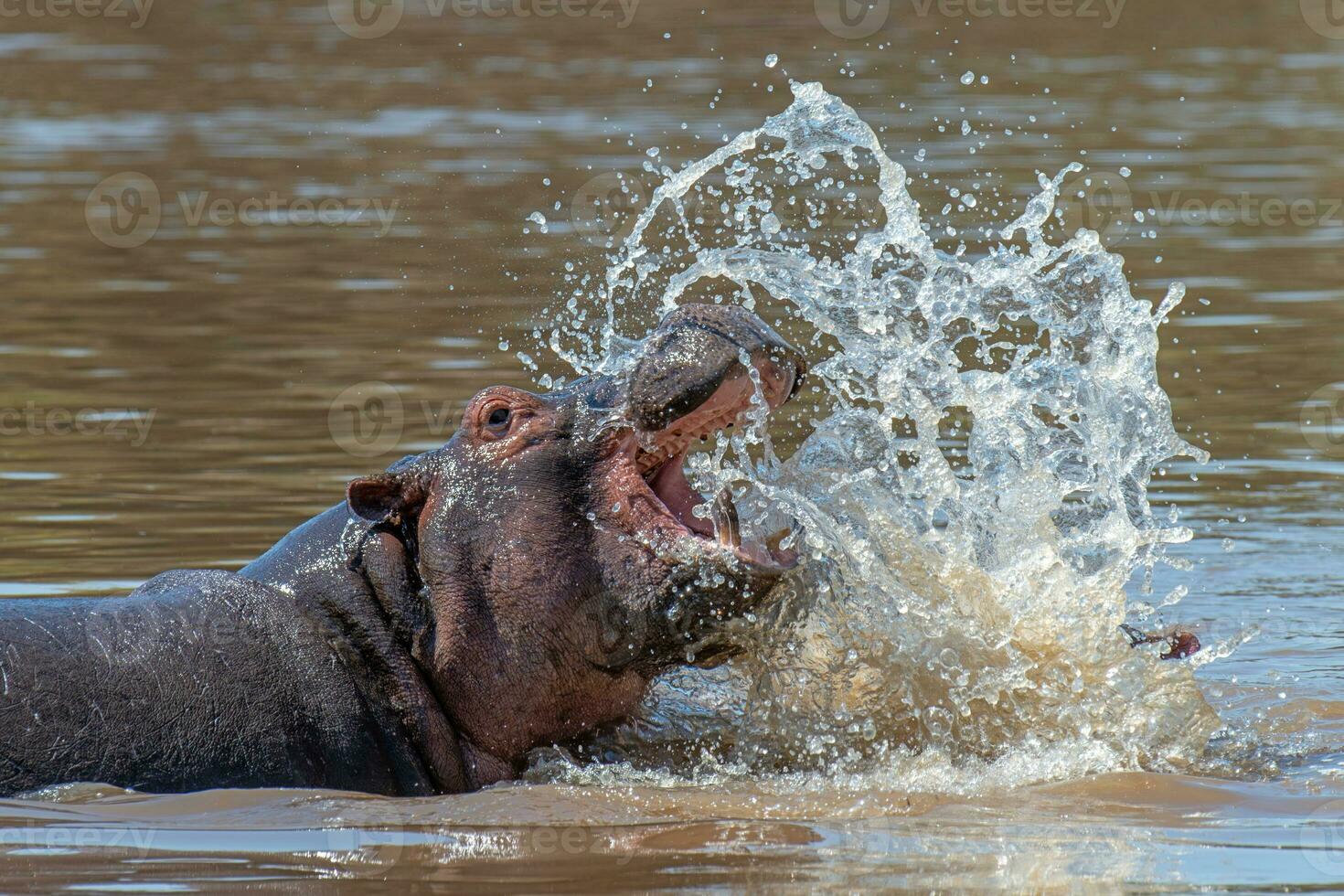 Angry Hippo Stock Photos, Images and Backgrounds for Free Download
