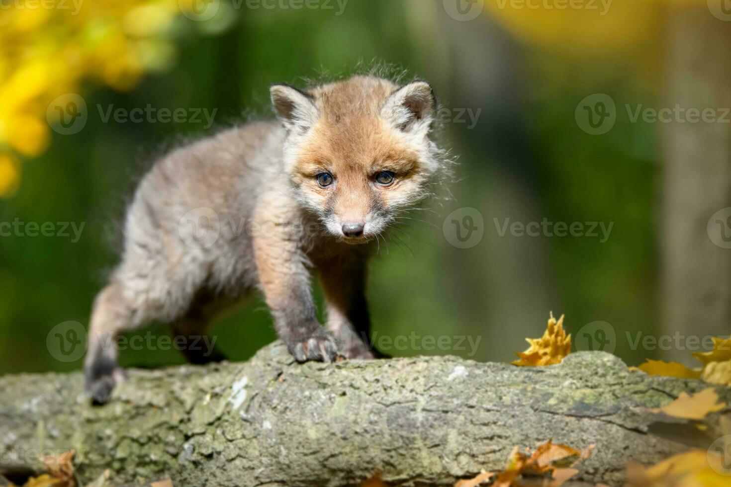 Red fox, vulpes vulpes, small young cub in forest on branch photo