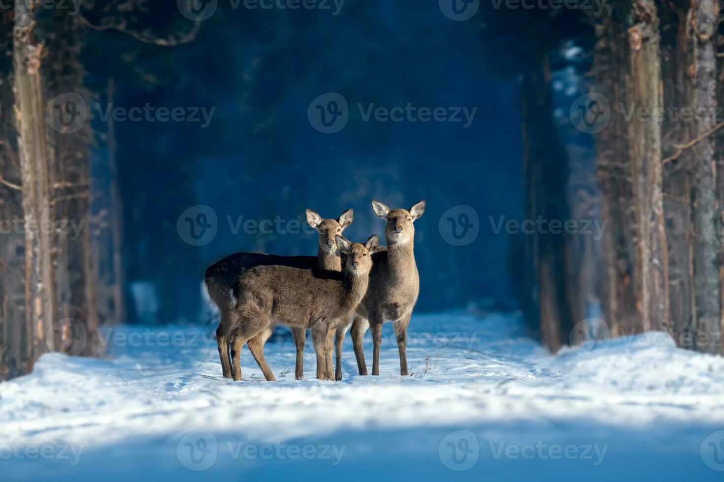 Three roe deers in the winter forest. Animal in natural habitat photo