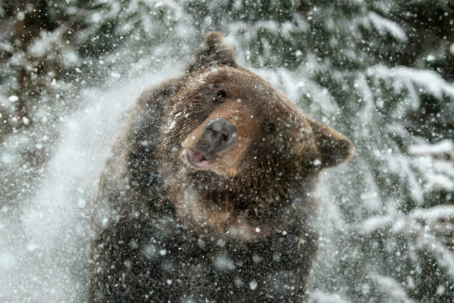 un adulto marrón oso es luchando desde el nieve. animal en salvaje invierno naturaleza foto
